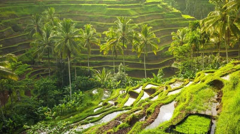 Billet Ubud : Forêt des singes, rizières et balançoire dans la jungle