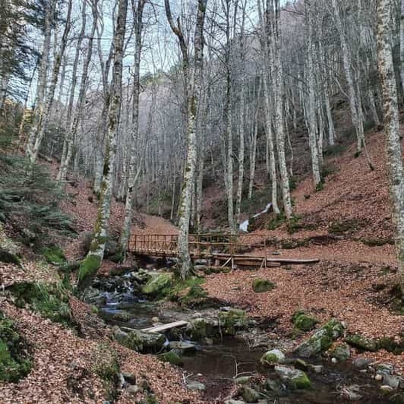 Billet Gambarie : Visite guidée privée de trekking en forêt