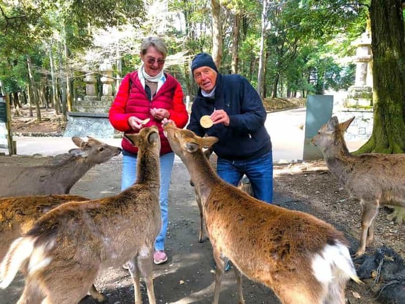 Billet Nara : visite guidée de 3 heures avec cerfs, grand Bouddha et sanctuaires