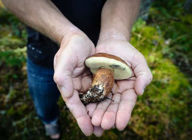 Billet Helsinki : Excursion en bateau pneumatique vers un chalet d'été avec barbecue et sauna