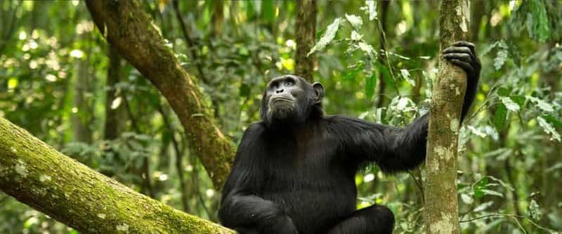 Billet KIGOMA : Excursion d'une journée dans le parc national de Gombe avec trek pour observer les chimpanzés