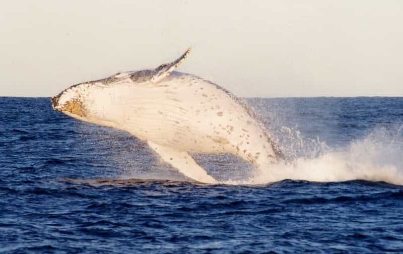 Billet Au départ de Sydney : petit groupe, combo baleines et dunes de Port Stephens
