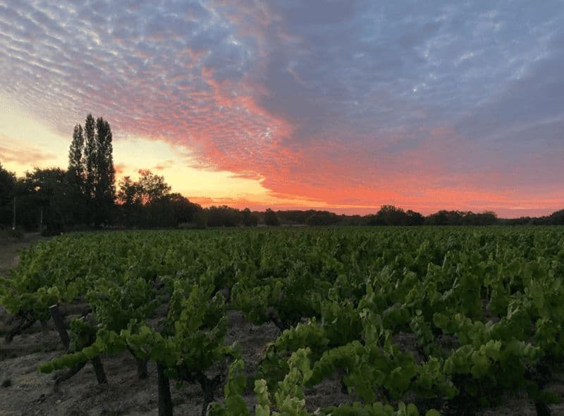Billet Visite d'un domaine et dégustation de vins dans le vignoble Nantais