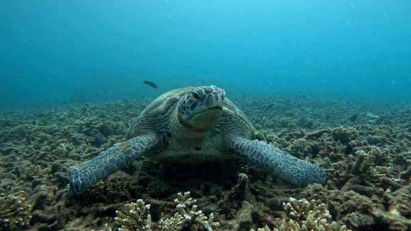 Billet Koh Tao : excursion de plongée avec tuba et coucher de soleil