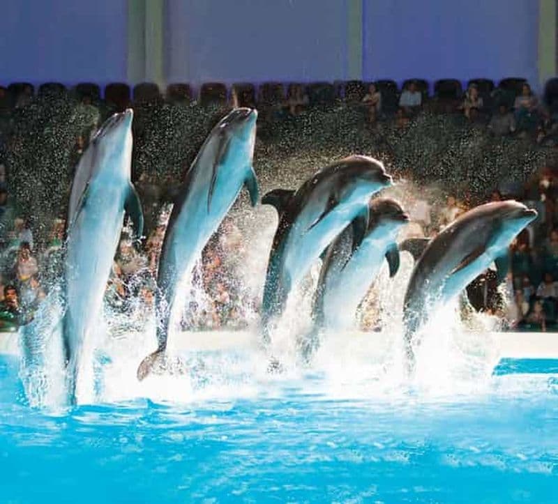 Billet Dubaï : billets pour le spectacle dauphins, phoques et oiseaux