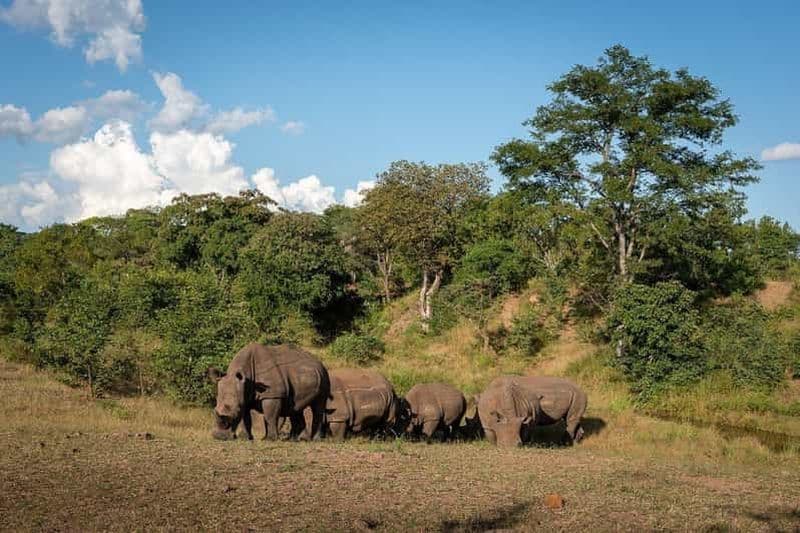 Billet Safari à pied à la recherche des rhinocéros - Parc national de Mosi-oa-Tunya