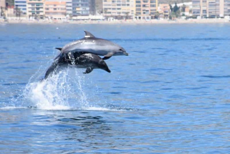 Les meilleures excursions d'observation de dauphins à Malaga