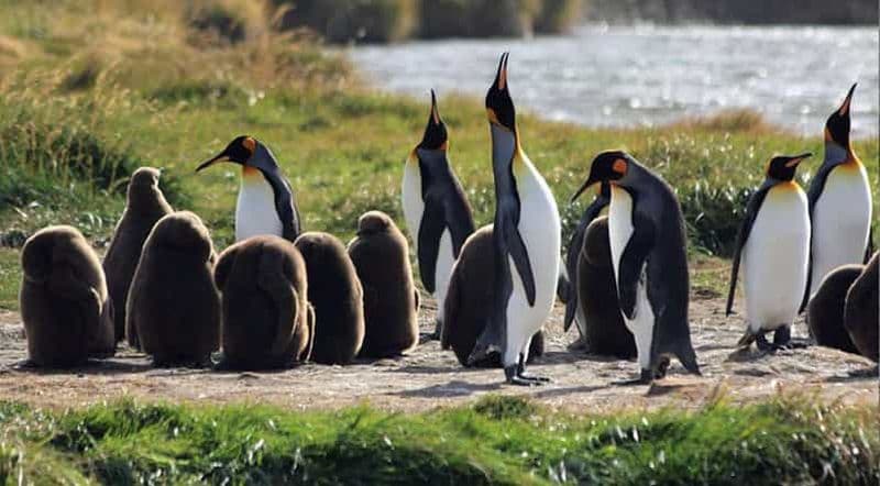 Billet Punta Arenas : Parc des manchots royaux et excursion en Terre de Feu