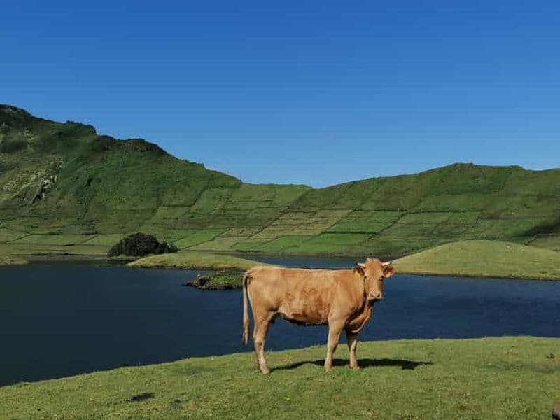 Billet Visite d'une demi-journée au fromage de Sao Jorge
