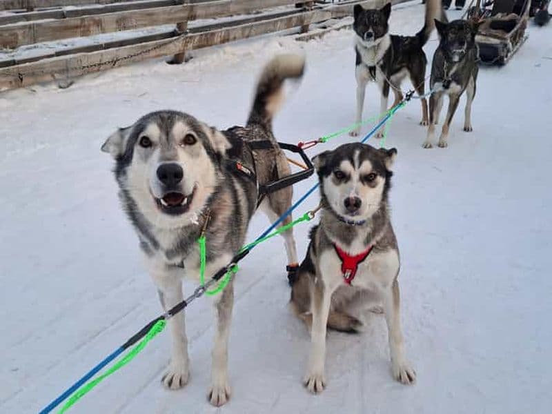 Billet Rovaniemi : promenade en traîneau à chiens et ferme de rennes