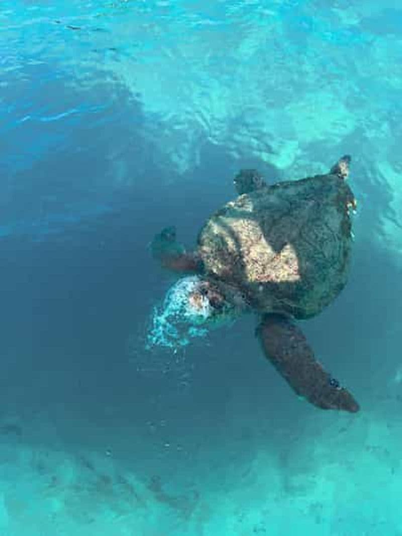 Billet Zante : Excursion en hors-bord, tortues, Marathonisi et grottes de Keri