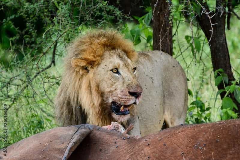 Billet Depuis Dar es Salaam : Les parcs nationaux de Mikumi et de Ruaha en 4 jours ...