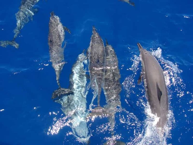 Billet Hurghada : Dolphin House & Massage VIP Elite tout compris