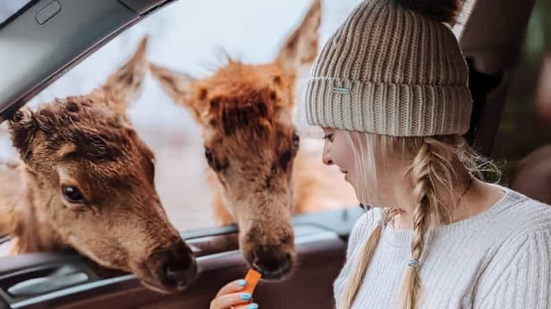 Billet Ottawa : Safari privé d'aventure faunique au Parc Omega