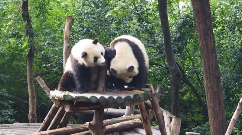 Billet Visite de la base d'élevage de pandas de Chengdu avec guide ou transfert
