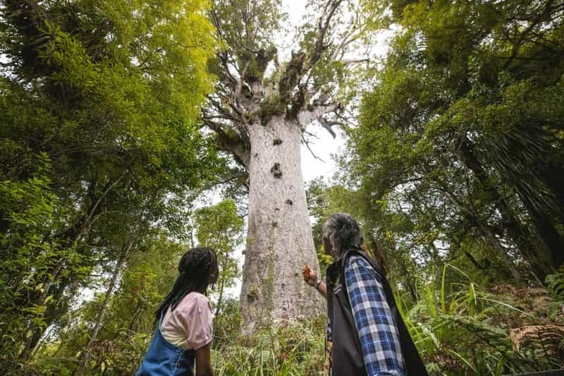 Billet Visite de la forêt de Waipoua KAURI, de Tane Mahuta et du musée Ex Auckland