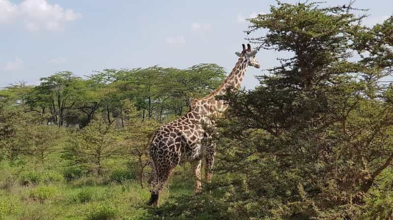 Billet Parc national de Nyerere 4 jours/3 nuits Safari et pêche