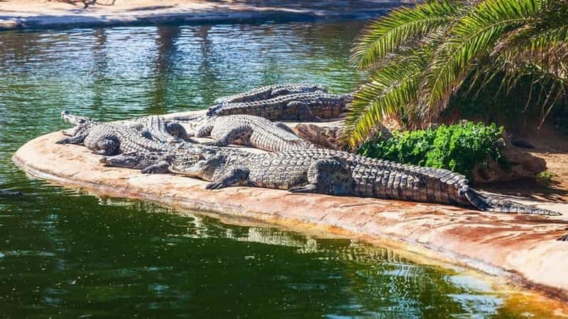 Billet Djerba : Visite du parc et de la ferme aux crocodiles avec prise en charge