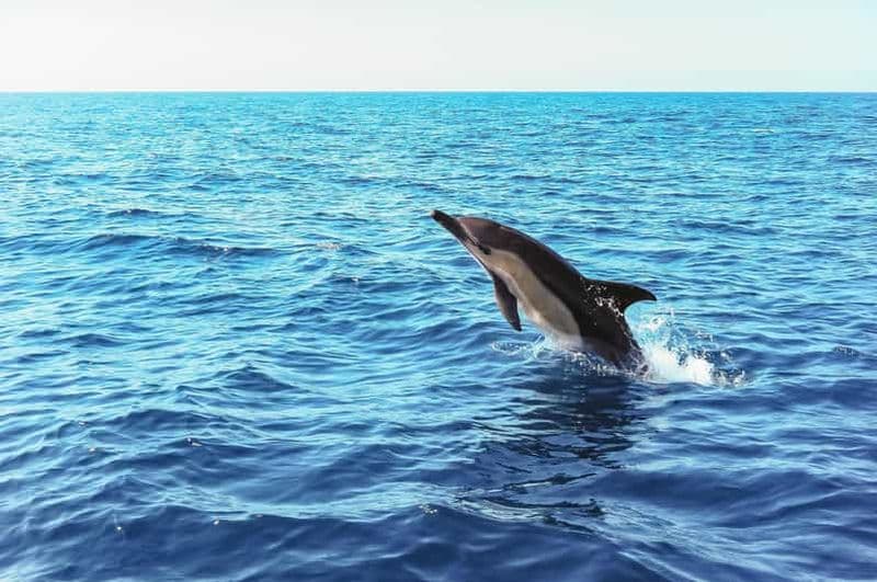 Billet Lisbonne : Tour en bateau pour l'observation des dauphins du parc naturel d'Arrábida