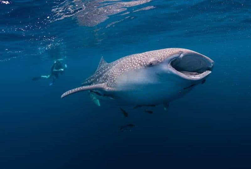 Billet Cebu : requins baleines, banc de sable de Sumilon et chutes de Tumalog