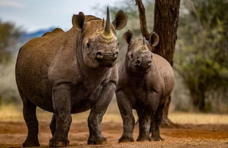 Billet 4 Jours 3 Nuits Serengeti,Manyara,Ngorongoro-Tanzanie