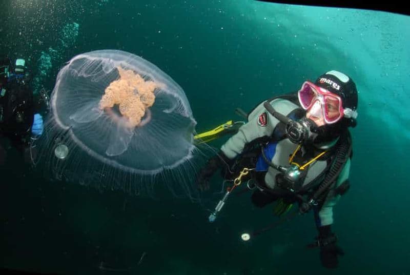 Billet Lofoten : première expérience de plongée sous-marine