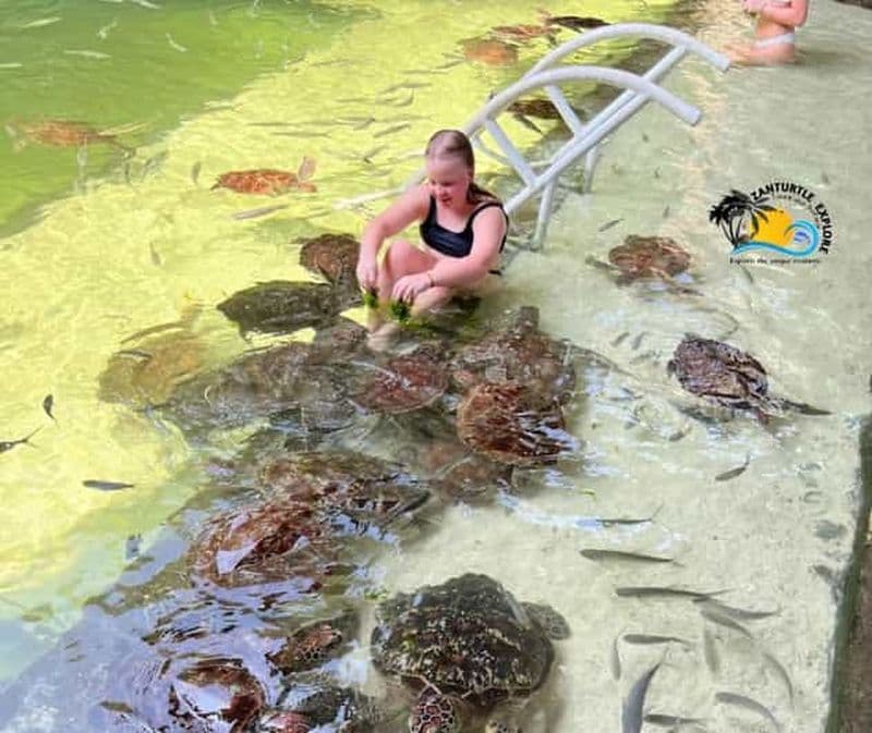 Billet Nungwi : Nagez et faites de la plongée en apnée avec les tortues à The Lagoons Zanzibar