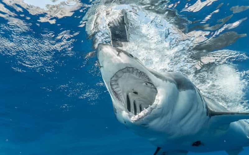 Billet Expérience exaltante de plongée en cage avec les requins au Cap