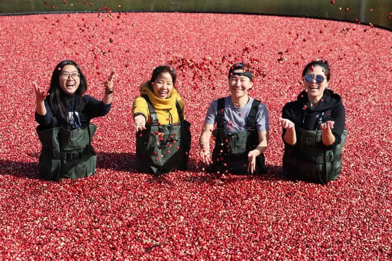 Billet Toronto : Ferme de canneberges de Muskoka et randonnée au lac Hardy