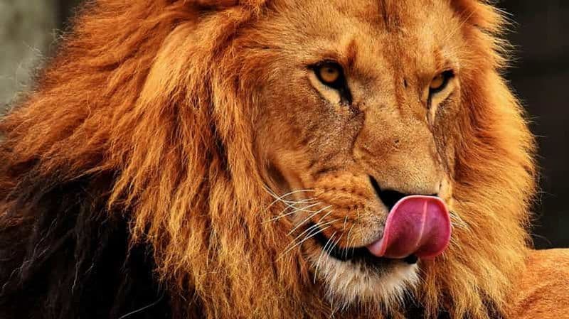 Billet Safari de 3 jours | Parc national du Serengeti et cratère du Ngorongoro