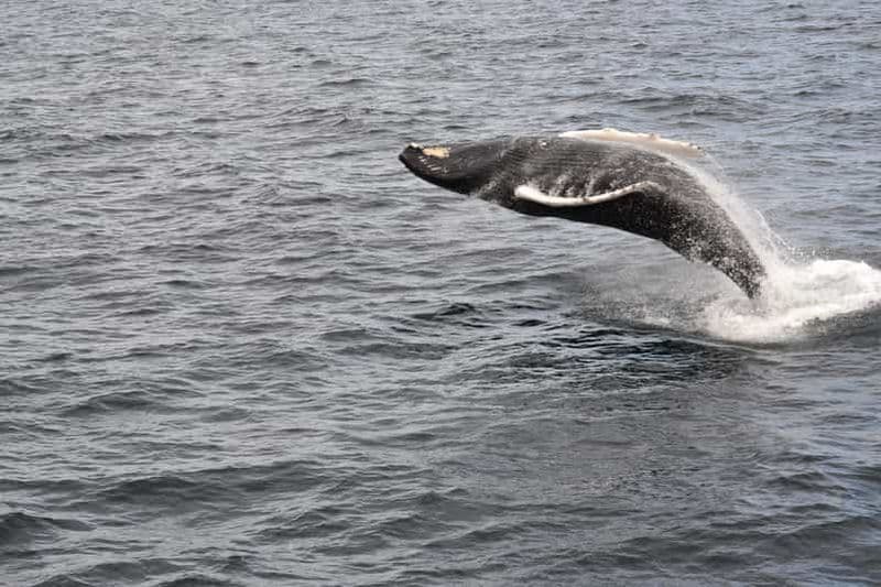 Billet Reykjavik: excursion en bateau d'observation des baleines au meilleur rapport qualité-prix