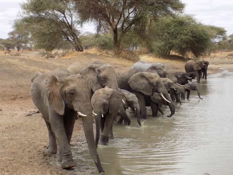 Billet Arusha à : 3 jours au lac Manyara, au Ngorongoro et au Tarangire ...