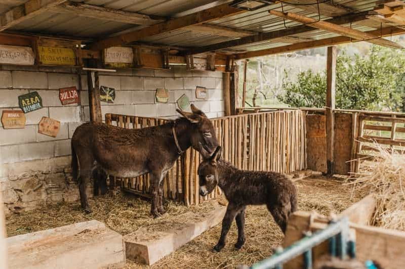 Billet Visite de la ferme des ânes et de la grotte de Lipa ; visite de la grotte à dos d'âne