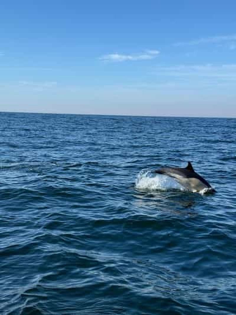 Billet Tour en bateau d'observation des dauphins à Nazaré