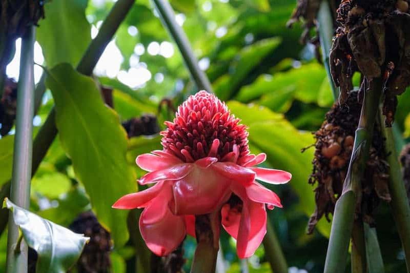 Billet Depuis Oahu : excursion aventure au Waimea Canyon et à Koke'e à Kauai