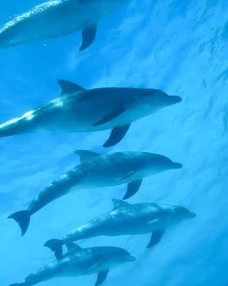 Billet Île de Mnemba : Plongée avec tuba et dauphins