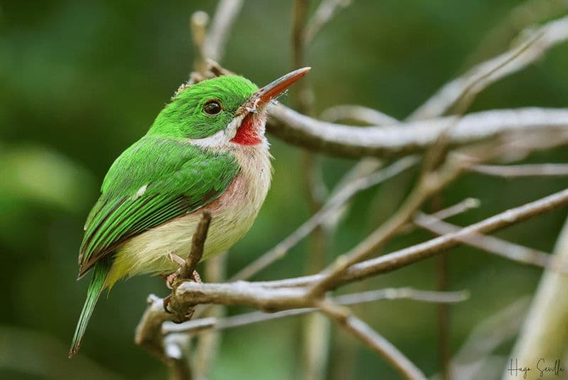 Billet La Romana : Observation des oiseaux depuis la Casa de Campo