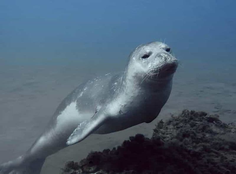 Billet Visite privée | Ponta de São Lourenço (Scuba & Snorkeling)