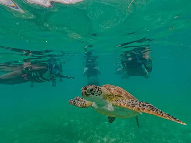 Billet Akumal : mer de tortues avec photos