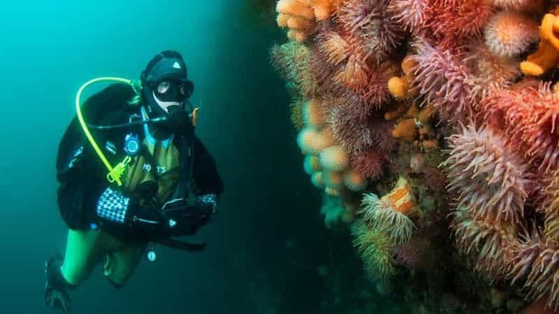 Billet Lofoten : expérience de plongée sous-marine d'une demi-journée