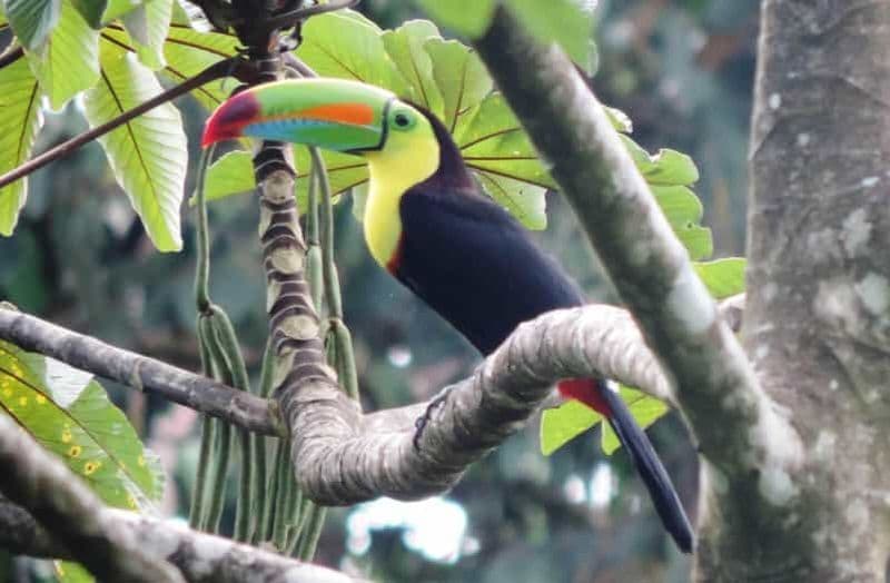 Billet San José : Volcan Arenal, chutes d'eau, café et sources d'eau chaude