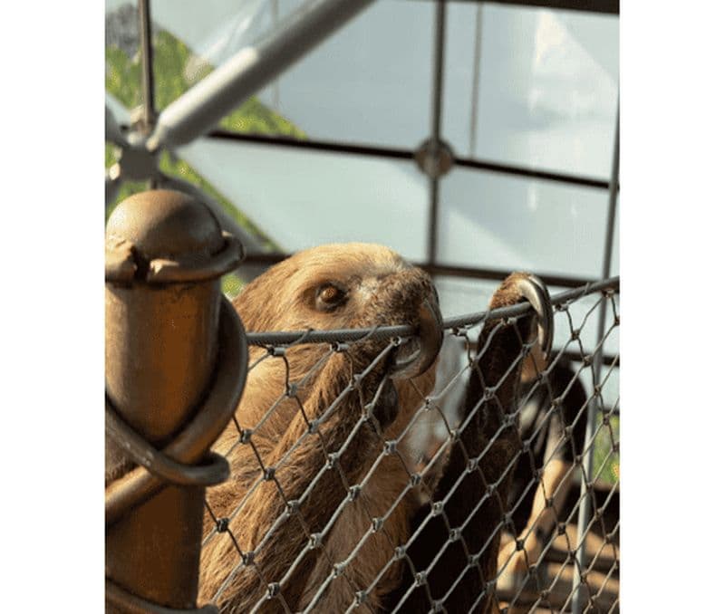 Billet Ski Dubaï + Green Planet + Transfert privé