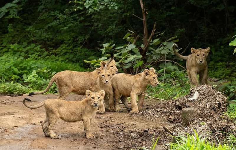 Billet Gujarat : Safari guidé en jeep dans le parc de Devalia ( Devaliya )