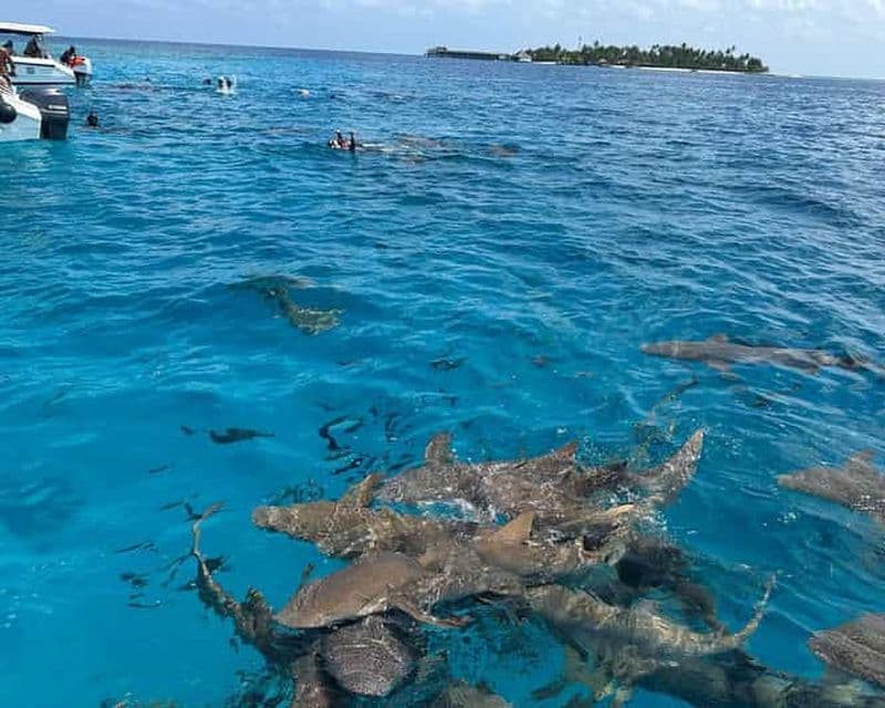 Billet Maldives : plongée avec des requins-nourrices et banc de sable
