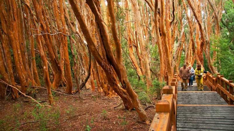 Billet Depuis Bariloche : excursion en bateau sur l'île Victoria et la forêt de Myrtle