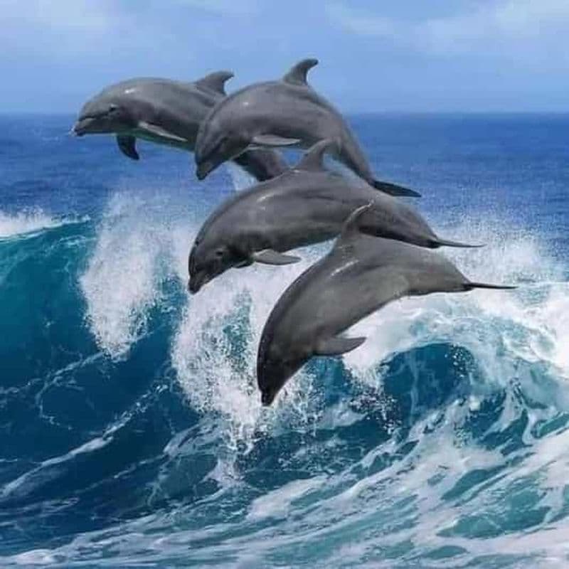 Billet ZANZIBAR : Île de Mnemba, forêt de Jozani et tortues de mer