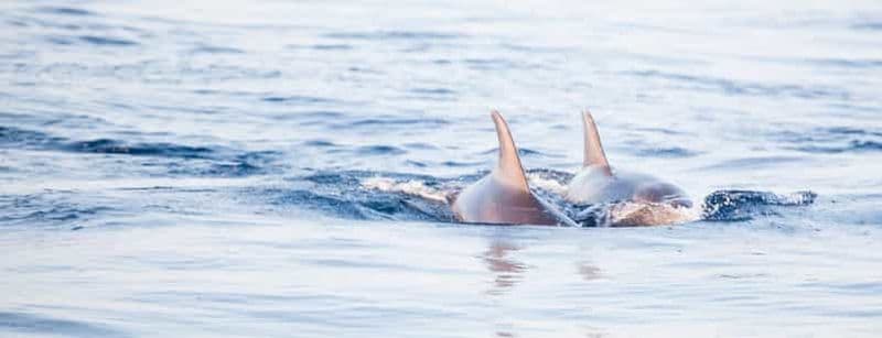 Billet OBSERVATION DES DAUPHINS - TOUR EN BATEAU