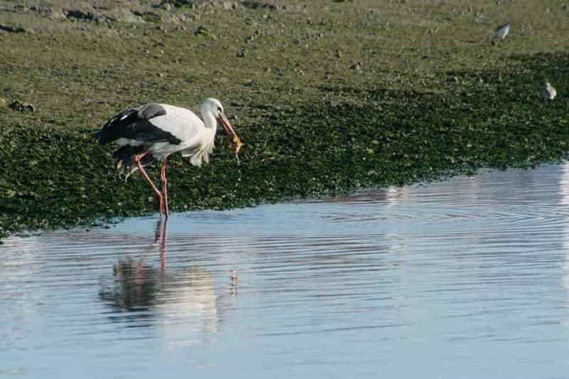 Billet Faro : Observation écologique des oiseaux de la Ria Formosa en bateau solaire