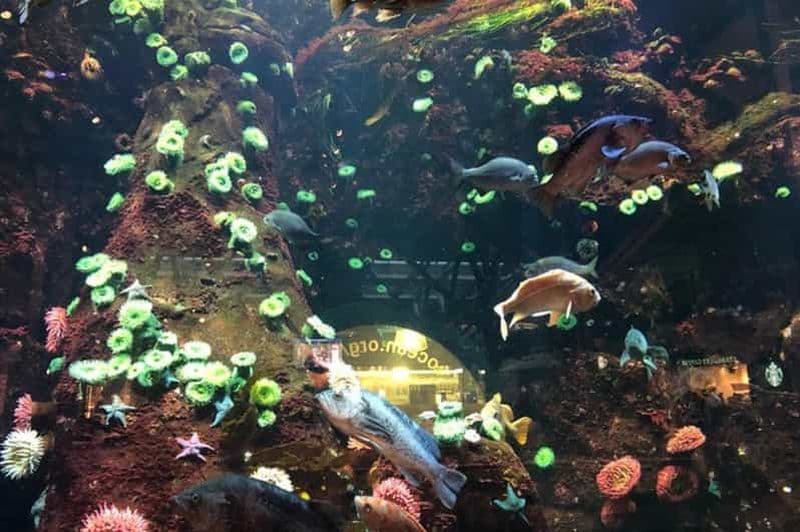 Billet Visite privée de l'aquarium de Vancouver et du conservatoire Bloedel