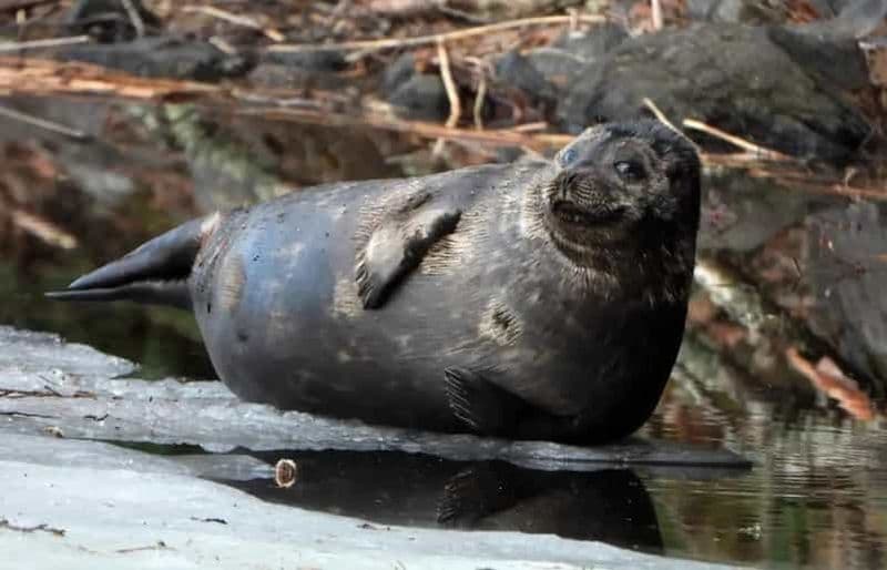 Billet Savonlinna : Croisière pour les phoques annelés de Saimaa sur Pihlajavesi